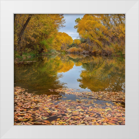 Verde River near Camp Verde-Arizona-USA White Modern Wood Framed Art Print by Fitzharris, Tim