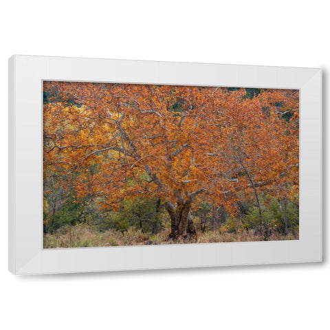 East Verde River-Arizona-USA White Modern Wood Framed Art Print by Fitzharris, Tim