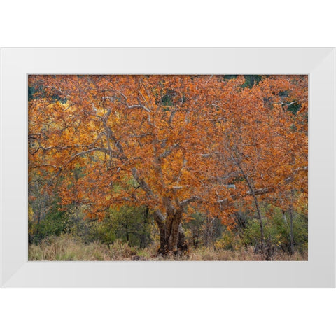 East Verde River-Arizona-USA White Modern Wood Framed Art Print by Fitzharris, Tim