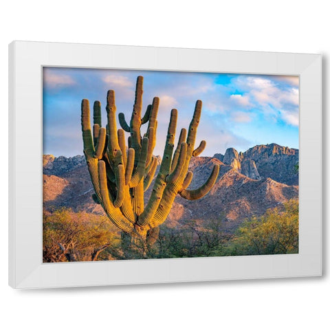 Santa Catalina Mountains-Catalina State Park-Arizona-USA White Modern Wood Framed Art Print by Fitzharris, Tim