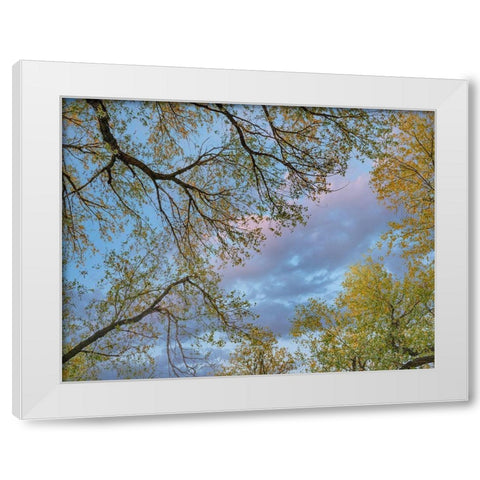 Cottonwood canopy-Verde River-Arizona-USA White Modern Wood Framed Art Print by Fitzharris, Tim