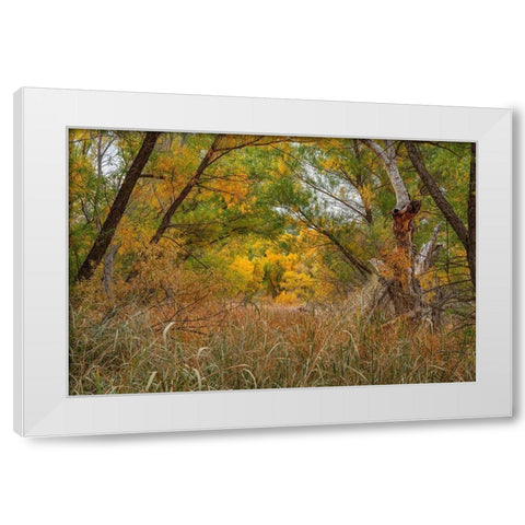 Verde River Valley-Dead Horse Ranch State Park-Arizona-USA White Modern Wood Framed Art Print by Fitzharris, Tim