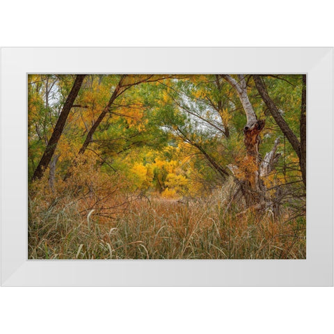 Verde River Valley-Dead Horse Ranch State Park-Arizona-USA White Modern Wood Framed Art Print by Fitzharris, Tim