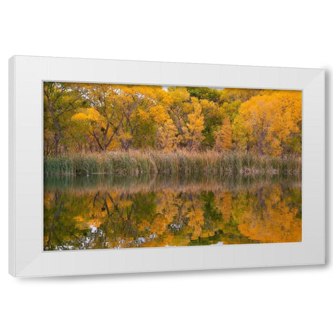 Lagoon Reflection-Dead Horse Ranch State Park-Arizona-USA White Modern Wood Framed Art Print by Fitzharris, Tim