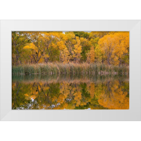 Lagoon Reflection-Dead Horse Ranch State Park-Arizona-USA White Modern Wood Framed Art Print by Fitzharris, Tim