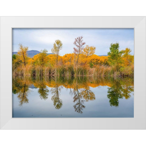 Lagoon Reflection-Dead Horse Ranch State Park-Arizona-USA White Modern Wood Framed Art Print by Fitzharris, Tim