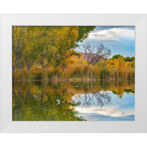 Lagoon Reflection-Dead Horse Ranch State Park-Arizona-USA White Modern Wood Framed Art Print by Fitzharris, Tim