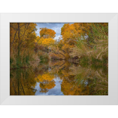 Lagoon Reflection-Dead Horse Ranch State Park-Arizona-USA White Modern Wood Framed Art Print by Fitzharris, Tim