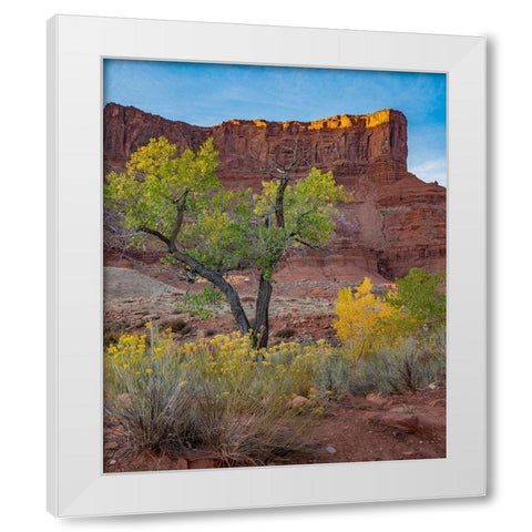 Porcupine Canyon on Colorado River near Castle Valley-Utah White Modern Wood Framed Art Print by Fitzharris, Tim