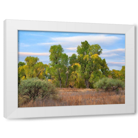 Riverine Forest-Dead Horse Ranch State Park-Arizona White Modern Wood Framed Art Print by Fitzharris, Tim