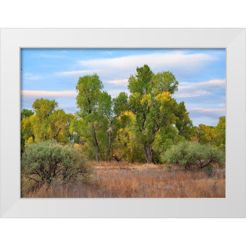 Riverine Forest-Dead Horse Ranch State Park-Arizona White Modern Wood Framed Art Print by Fitzharris, Tim