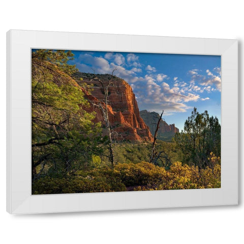 Coconino National Forest near Sedona-Arizona-USA White Modern Wood Framed Art Print by Fitzharris, Tim