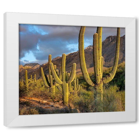 Santa Catlina Mountains-Catalina State Park-Arizona-USA White Modern Wood Framed Art Print by Fitzharris, Tim