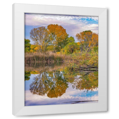 Verde River Valley-Lagoon at Dead Horse Ranch State Park-Arizona White Modern Wood Framed Art Print by Fitzharris, Tim