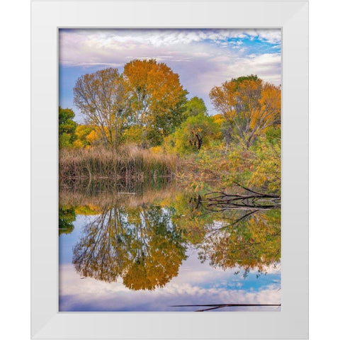 Verde River Valley-Lagoon at Dead Horse Ranch State Park-Arizona White Modern Wood Framed Art Print by Fitzharris, Tim