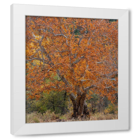 Sycamore Tree-East Verde River-Arizona-USA White Modern Wood Framed Art Print by Fitzharris, Tim