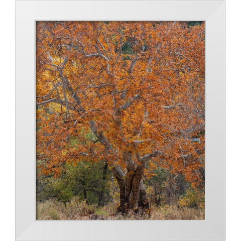 Sycamore Tree-East Verde River-Arizona-USA White Modern Wood Framed Art Print by Fitzharris, Tim