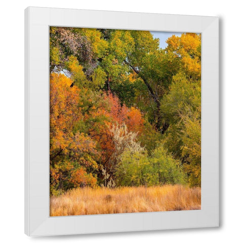 Verde River Valley near Camp Verde-Arizona-USA White Modern Wood Framed Art Print by Fitzharris, Tim