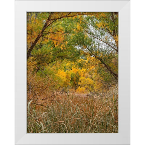 Verde River near Camp Verde-Arizona-USA White Modern Wood Framed Art Print by Fitzharris, Tim