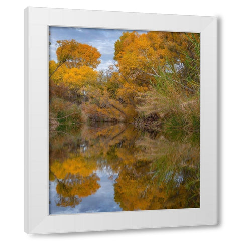 Dead Horse Ranch State Park-Arizona-USA White Modern Wood Framed Art Print by Fitzharris, Tim