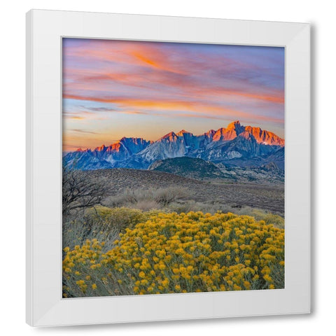 Sierra Nevada from Buttermilk Road near Bishop-California-USA White Modern Wood Framed Art Print by Fitzharris, Tim