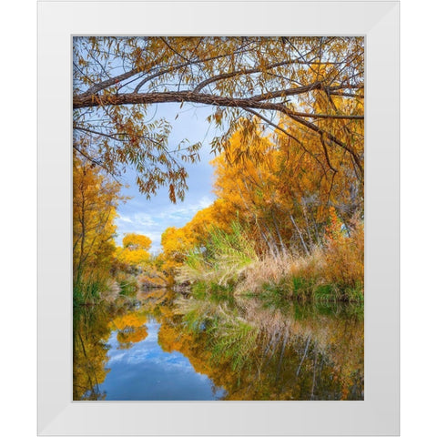 Dead Horse Ranch State Park-Arizona-USA White Modern Wood Framed Art Print by Fitzharris, Tim