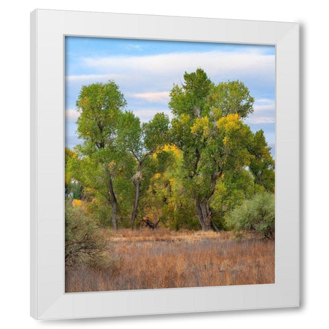 Riverine Forest-Dead Horse Ranch State Park-Arizona White Modern Wood Framed Art Print by Fitzharris, Tim