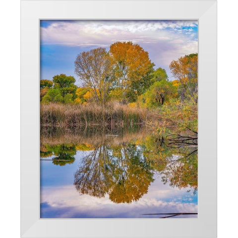 Dead Horse Ranch State Park-Arizona-USA White Modern Wood Framed Art Print by Fitzharris, Tim