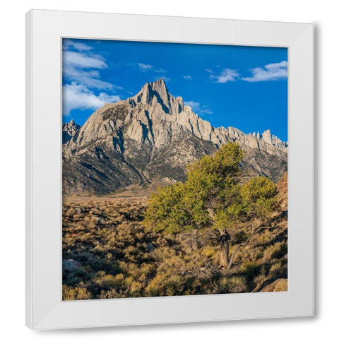 Lone Pine and Cottonwood Tree-Sierra Nevada-CA White Modern Wood Framed Art Print by Fitzharris, Tim