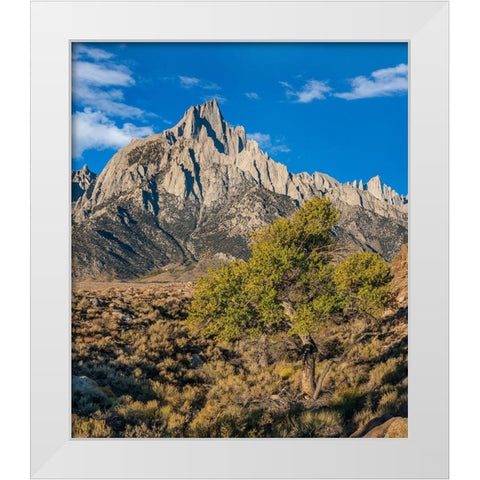 Lone Pine and Cottonwood Tree-Sierra Nevada-CA White Modern Wood Framed Art Print by Fitzharris, Tim