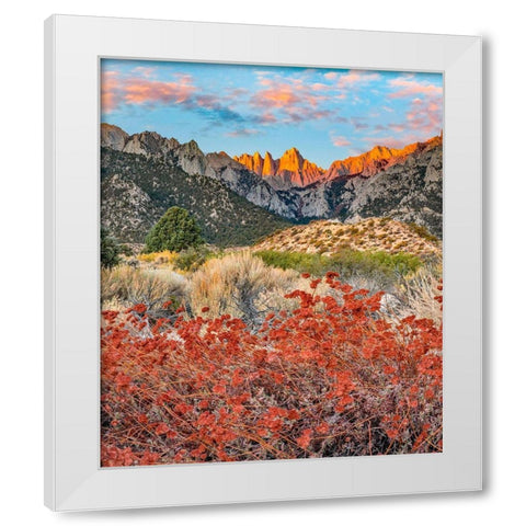 Mount Whitney-Sequoia National Park Inyo-National Forest-California White Modern Wood Framed Art Print by Fitzharris, Tim