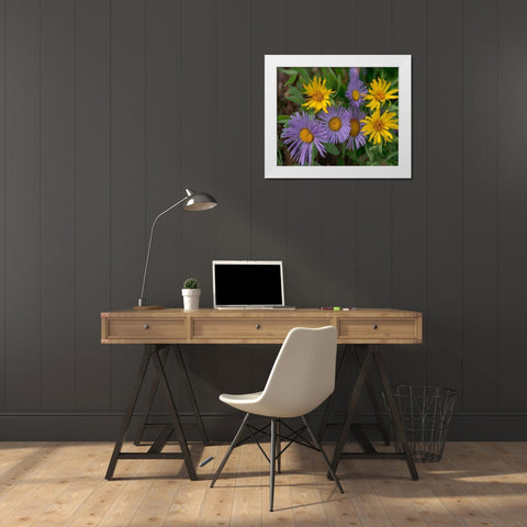 Mountain Daises and Alpine Sunflowers White Modern Wood Framed Art Print by Fitzharris, Tim