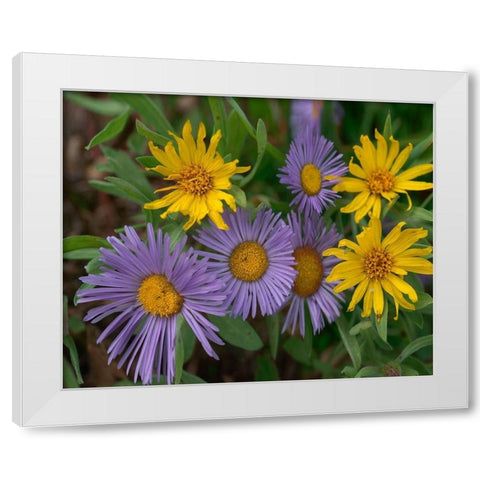 Mountain Daises and Alpine Sunflowers White Modern Wood Framed Art Print by Fitzharris, Tim