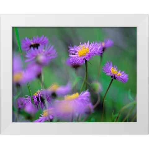 Mountain Daises White Modern Wood Framed Art Print by Fitzharris, Tim