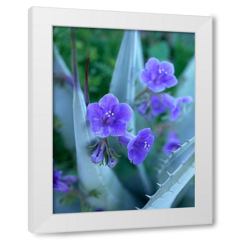 Blue Phacelia and Agave I White Modern Wood Framed Art Print by Fitzharris, Tim