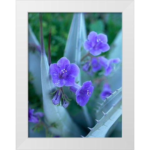 Blue Phacelia and Agave I White Modern Wood Framed Art Print by Fitzharris, Tim