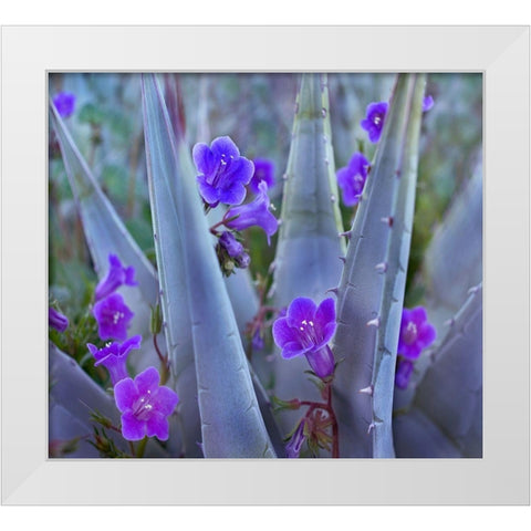 Blue Phacelia and Agave II White Modern Wood Framed Art Print by Fitzharris, Tim