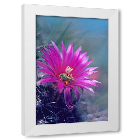 Bee in Hedgehog Cactus White Modern Wood Framed Art Print by Fitzharris, Tim