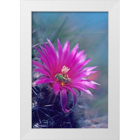 Bee in Hedgehog Cactus White Modern Wood Framed Art Print by Fitzharris, Tim