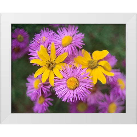 Little Sunflowers and Asters White Modern Wood Framed Art Print by Fitzharris, Tim