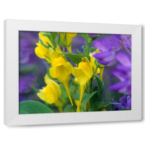 Butter and eggs with Lupines White Modern Wood Framed Art Print by Fitzharris, Tim