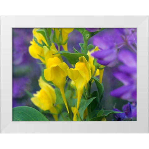 Butter and eggs with Lupines White Modern Wood Framed Art Print by Fitzharris, Tim