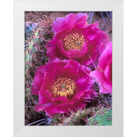 Grizzly Bear Cactus in Bloom White Modern Wood Framed Art Print by Fitzharris, Tim