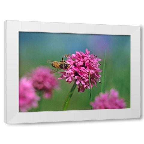 Bee on Sea Blush White Modern Wood Framed Art Print by Fitzharris, Tim