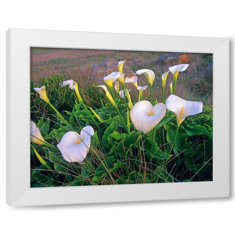 Calla Lilies White Modern Wood Framed Art Print by Fitzharris, Tim