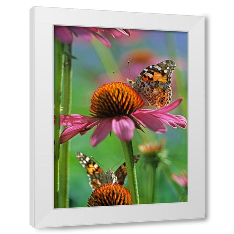 Painted Lady Butterfly White Modern Wood Framed Art Print by Fitzharris, Tim