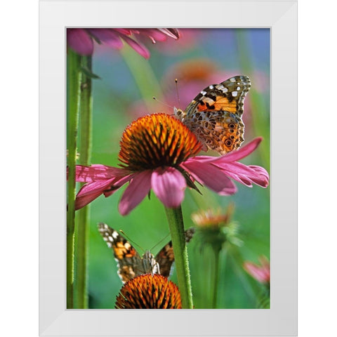 Painted Lady Butterfly White Modern Wood Framed Art Print by Fitzharris, Tim