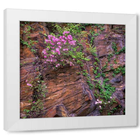 Rhododendron in bloom White Modern Wood Framed Art Print by Fitzharris, Tim