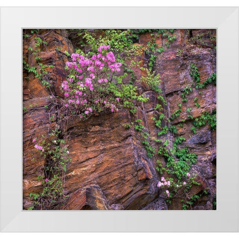 Rhododendron in bloom White Modern Wood Framed Art Print by Fitzharris, Tim