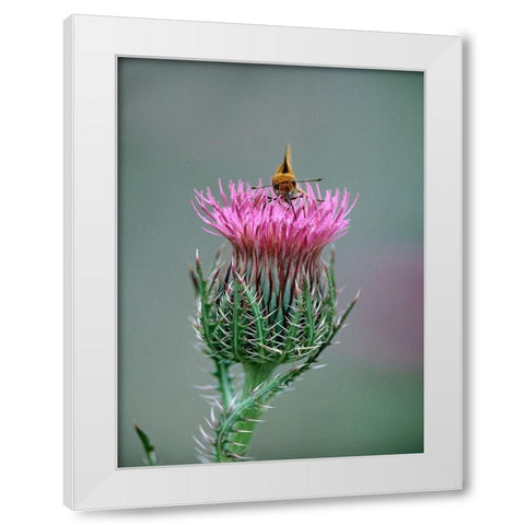 Least Skipper Butterfly on Bull Thistle White Modern Wood Framed Art Print by Fitzharris, Tim